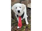 Adopt Presley a White Great Pyrenees / Mixed dog in Pittsburgh, PA (40482387)