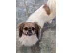 Adopt Henry a White - with Brown or Chocolate Pekingese / Pomeranian / Mixed dog