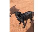 Adopt Cece a Black Labrador Retriever / Boston Terrier / Mixed dog in Yukon