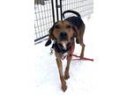 Adopt Wren a Black - with Brown, Red, Golden, Orange or Chestnut Hound (Unknown