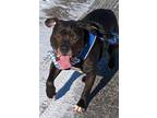 Adopt Jamz a Black American Pit Bull Terrier / Mixed Breed (Medium) / Mixed