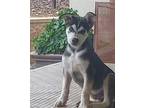 Adopt Bo a Australian Shepherd / Mixed dog in Cherry Valley, CA (40339007)