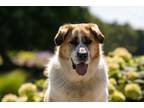 Adopt Siba a Brown/Chocolate - with White Australian Shepherd / Mixed dog in