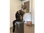 Adopt Krinkle a Tiger Striped Domestic Shorthair (short coat) cat in Manchester