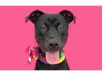 Adopt Nova-ADOPT Me! a Black American Pit Bull Terrier / Mastiff / Mixed dog in