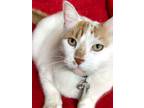 Adopt GRINGO a White (Mostly) Siamese / Mixed (short coat) cat in Monrovia