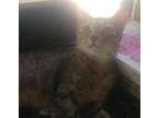 Adopt Darcy a Brown Tabby Domestic Shorthair (short coat) cat in Bronson