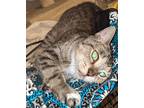 Adopt Dakota a Brown Tabby Domestic Shorthair (short coat) cat in Bronson