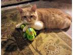 Adopt Tommy a Orange or Red Domestic Shorthair (short coat) cat in brewerton
