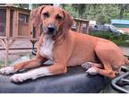 Adopt Presley a Beagle / Mixed Breed (Medium) / Mixed dog in WAYNESVILLE