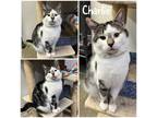Adopt Charlie a Brown Tabby Domestic Shorthair / Mixed Breed (Medium) / Mixed