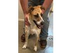 Adopt Punky a Tan/Yellow/Fawn - with White Labrador Retriever / Mixed dog in