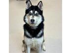 Adopt Slate a Black - with Gray or Silver Husky / Mixed dog in Rohnert Park