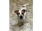 Adopt Ed a Red/Golden/Orange/Chestnut - with White Texas Heeler / Blue Heeler /