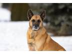 Adopt Jack a Tan/Yellow/Fawn - with Black German Shorthaired Pointer / Mixed dog