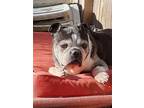 Adopt Frank in New England a Boston Terrier / Mixed dog in Saunderstown
