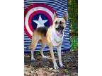 Adopt Heidi a Tricolor (Tan/Brown & Black & White) German Shepherd Dog / Mixed