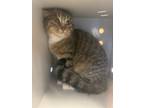 Adopt Artichoke Dip *Barn Cat* a Brown Tabby Domestic Shorthair / Mixed Breed