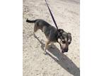 Adopt Rocco a Tan/Yellow/Fawn German Shepherd Dog / Mixed Breed (Medium) / Mixed