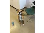 Adopt Sasha a Brown/Chocolate American Pit Bull Terrier / Mixed Breed (Medium) /