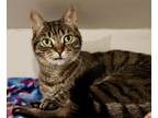 Adopt Little Girl a Brown Tabby Domestic Shorthair / Mixed Breed (Medium) /