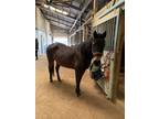 Adopt Gracie a Bay Pony - Other / Quarterhorse horse in Dewey, IL (40465855)