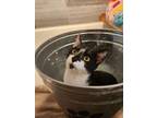 Adopt Baby Parkdale a Black & White or Tuxedo Domestic Shorthair (short coat)
