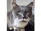 Adopt Clyde a Gray or Blue Domestic Longhair (long coat) cat in E.