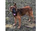 Adopt Buddy a White German Shepherd Dog / Mixed Breed (Medium) / Mixed (short