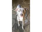 Adopt Serenity a Black American Pit Bull Terrier / Mixed Breed (Medium) / Mixed