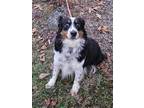 Adopt Nova a Black Australian Shepherd / Mixed (short coat) dog in Malvern