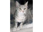 Adopt Daphne a Gray, Blue or Silver Tabby American Shorthair (short coat) cat in