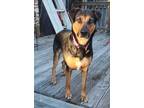 Adopt Layla a Black - with Tan, Yellow or Fawn German Shepherd Dog / Mixed dog