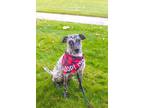 Adopt Kali a Gray/Silver/Salt & Pepper - with Black American Pit Bull Terrier /