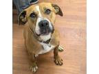 Adopt Sandy a Boxer / American Pit Bull Terrier / Mixed dog in Richmond