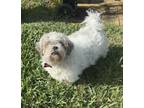 Adopt Arfie a White - with Gray or Silver Shih Tzu / Mixed dog in Cape Coral