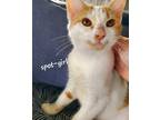 Adopt Spot Girl (Foster Care) a Orange or Red Tabby Domestic Shorthair (short