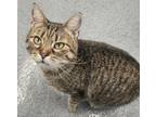 Adopt Fanny a Domestic Shorthair / Mixed (short coat) cat in Portland