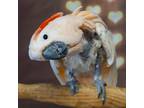 Adopt Cisco a Cockatoo bird in Elizabeth, CO (24708820)
