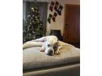Adopt Nala a White - with Brown or Chocolate American Pit Bull Terrier / Mixed