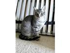 Adopt Sebastian a Gray, Blue or Silver Tabby Domestic Shorthair (short coat) cat