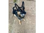 Adopt Layla a Black - with Tan, Yellow or Fawn German Shepherd Dog / Mixed dog