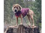 Adopt HERCULES a Tan/Yellow/Fawn Shar Pei / Mixed dog in Sacramento