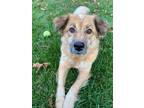 Adopt Tess a Tricolor (Tan/Brown & Black & White) Australian Shepherd / Mixed