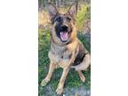 Adopt Lolli a Brown/Chocolate - with Black German Shepherd Dog / Mixed dog in