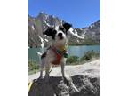 Adopt Grizz a White - with Black Jack Russell Terrier dog in San Diego