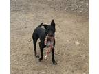 Adopt Oliver Twist a Black Australian Cattle Dog / Shepherd (Unknown Type) dog