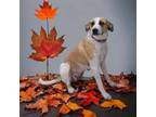 Adopt Shelby a Tan/Yellow/Fawn Labrador Retriever / Spitz (Unknown Type