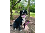 Adopt Malachi a Labrador Retriever / Border Collie / Mixed dog in Effingham