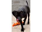 Adopt Dixon a Black American Pit Bull Terrier / Mixed Breed (Medium) / Mixed